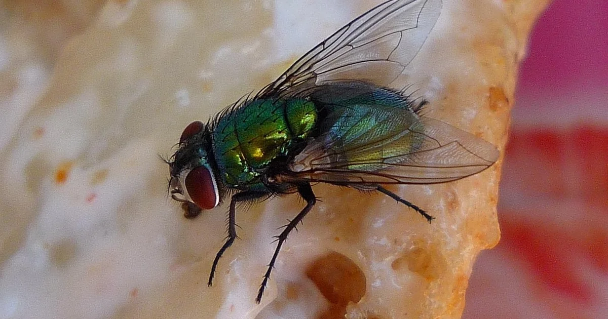 7 Vegetables That Work as Natural Pest Repellents