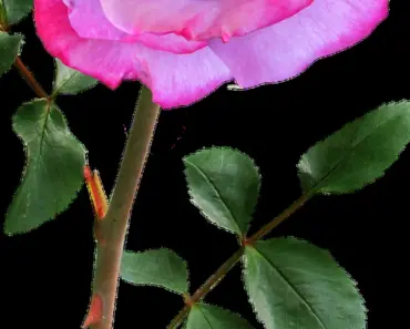 7 Best Roses for Cutting Gardens 7 Best Roses for Cutting Gardens