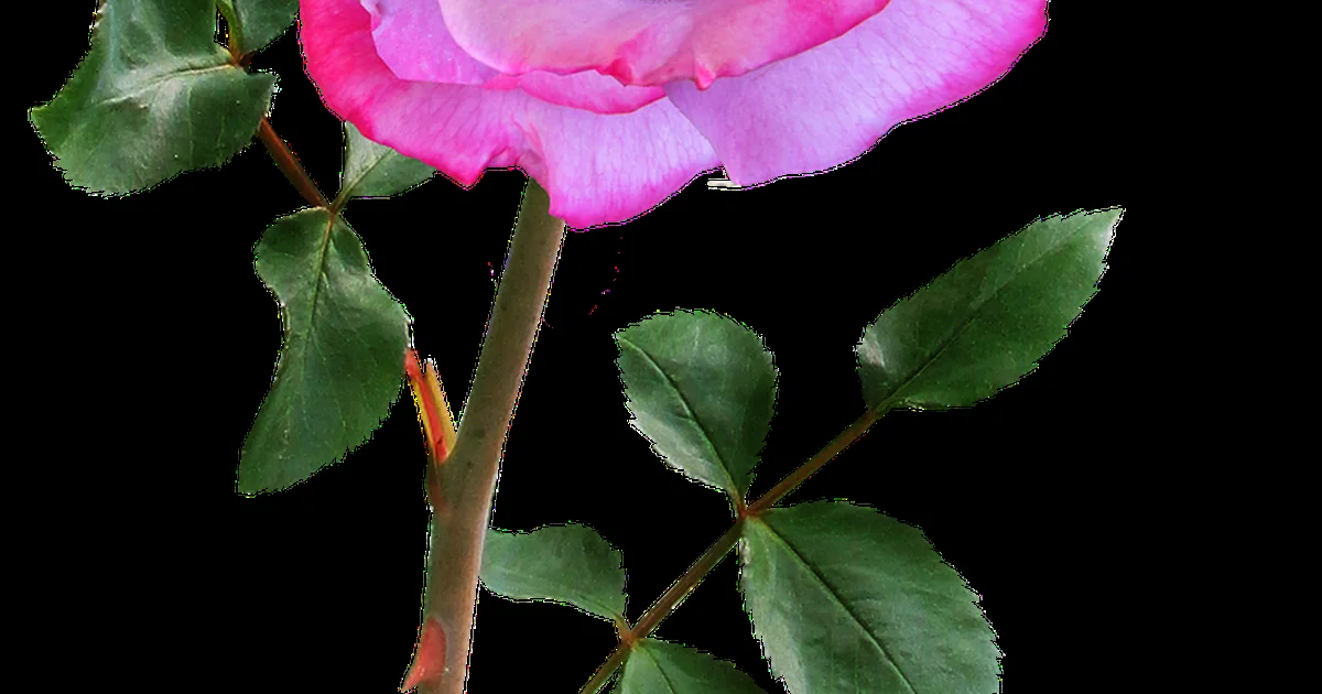 cutting garden roses