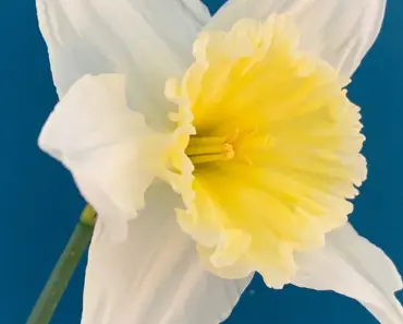 5 Ways IKEA’s Fab Faux Flowers Are Spring’s Best Cheat 5 Ways IKEA’s Fab Faux Flowers Are Spring’s Best Cheat