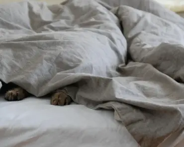 7 Duvet vs. Comforter Differences You Need to Know