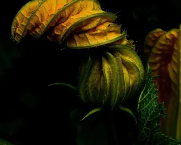 7 Reasons Young Zucchini Plant Leaves Yellow & Fix Fast