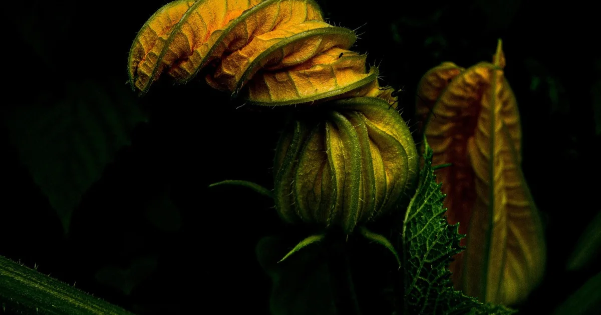 young zucchini leaves yellow