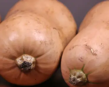 7 Secrets to Start Squash Seeds Indoors