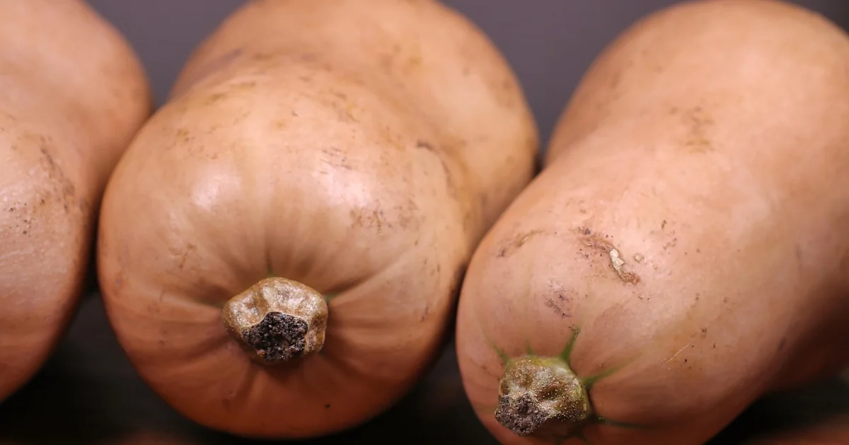 start squash seeds