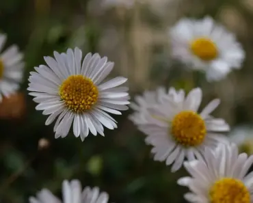 Why Gardeners Hate This Invasive Perennial (Perfect in Pots) Why Gardeners Hate This Invasive Perennial (Perfect in Pots)
