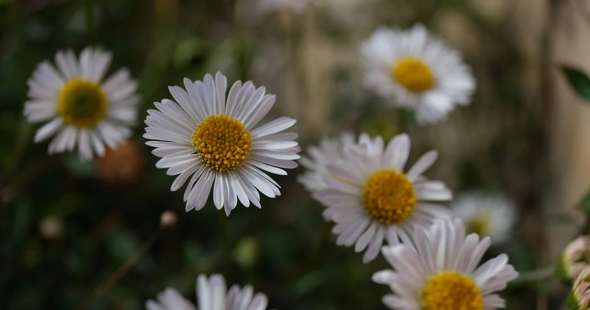 mexican fleabane invasive