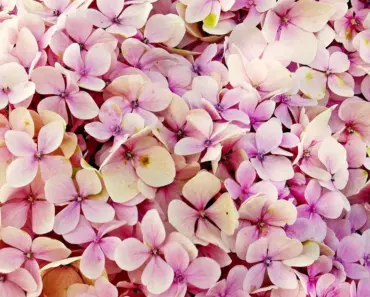 7 Birth Month Hydrangeas You’ll Love 7 Birth Month Hydrangeas You’ll Love