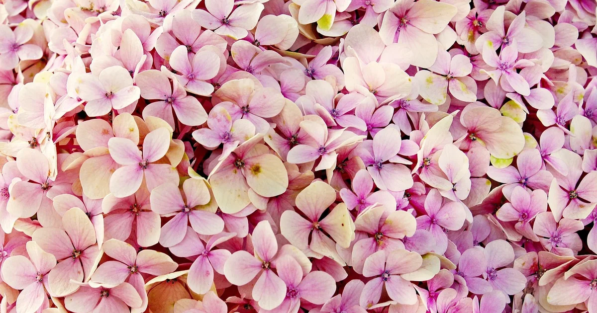 birth month hydrangeas