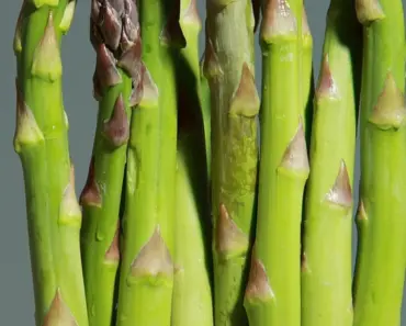 7 Secrets for Harvesting Asparagus Like a Pro