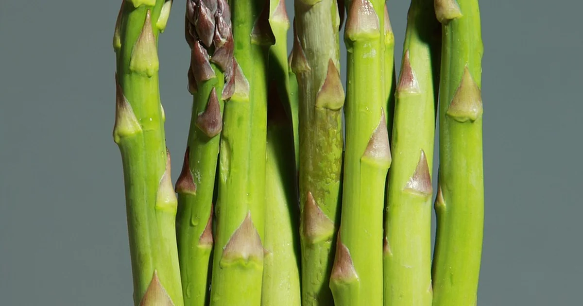 harvesting asparagus