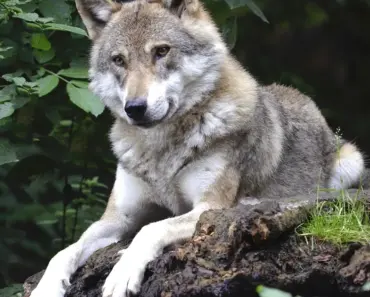 11 Best Wolf Cut Hairstyles to Take to Your Stylist in 2026