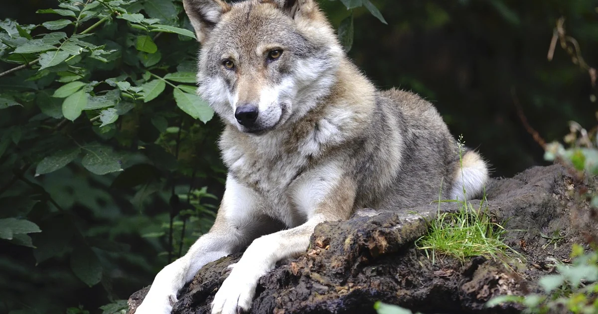wolf cut hairstyles