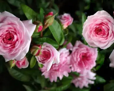 7 Fast-Growing Fragrant Climbers for Shade Climbers