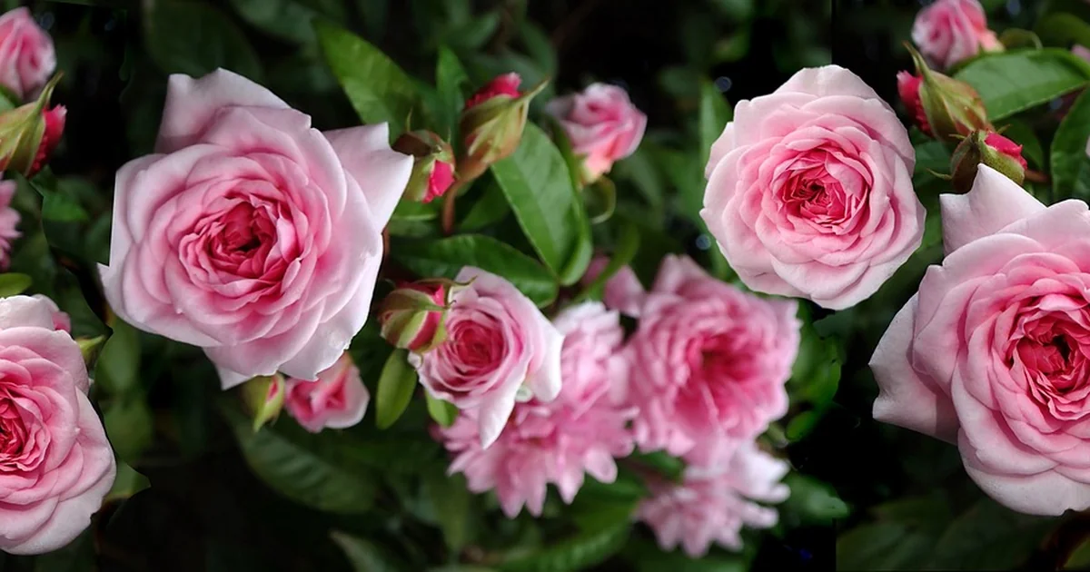 fragrant climbers for shade