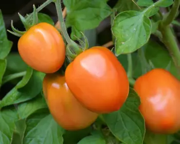 7 Top Tomato Growing Tips from an Expert 7 Top Tomato Growing Tips from an Expert