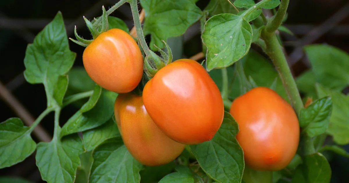 tomato growing tips