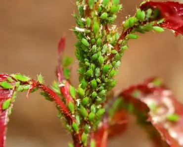7 Ways to Deal with Aphids Naturally Before They Strike