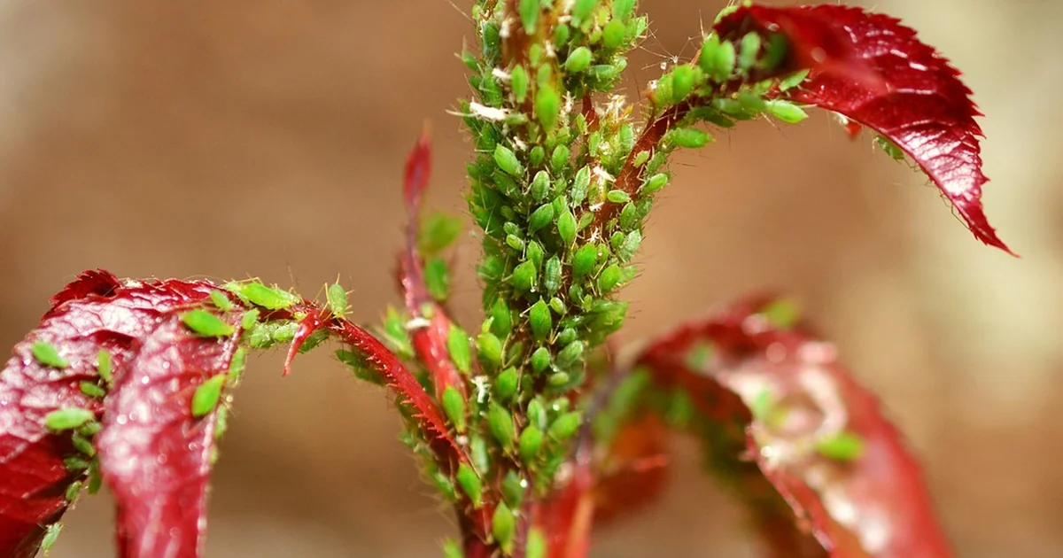deal with aphids naturally