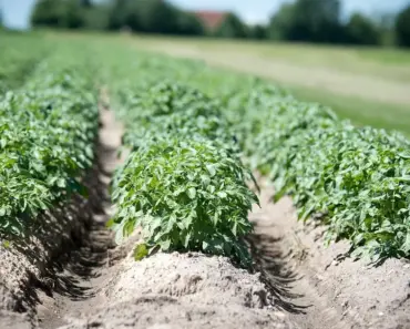 7 Secrets to Get Biggest Sweet Potato Crop