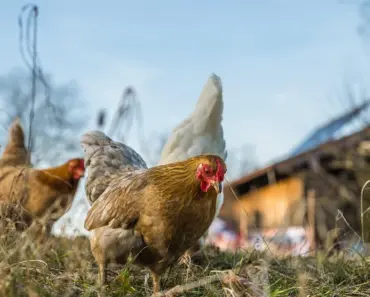 5 Signs Backyard Chickens Are Worth the Time