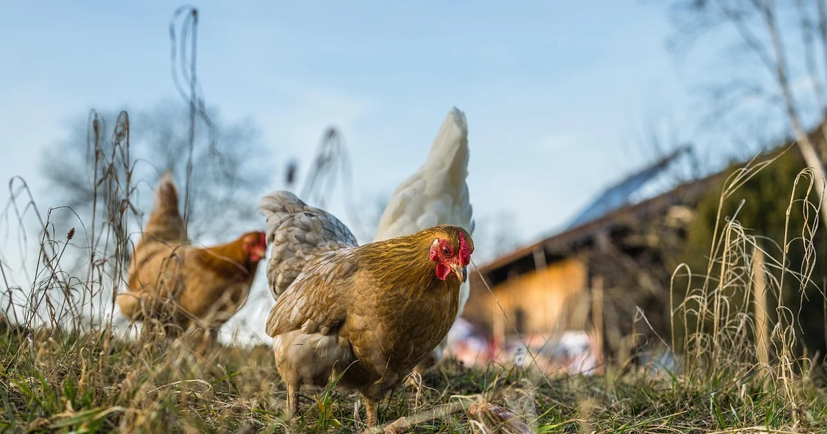 backyard chickens worth it