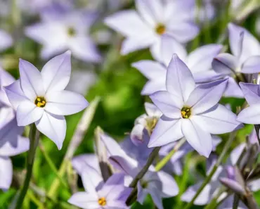 7 Blue & Purple Spring Flowers for Dot’s Garden 7 Blue & Purple Spring Flowers for Dot’s Garden