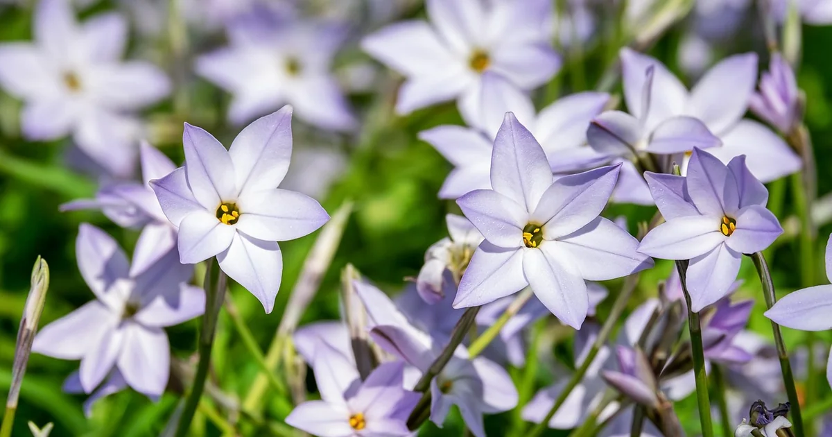 blue purple spring flowers