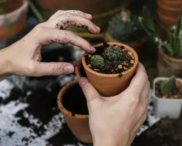 7 Ways Aquaponics Beginners Grow Plants with Fish 7 Ways Aquaponics Beginners Grow Plants with Fish