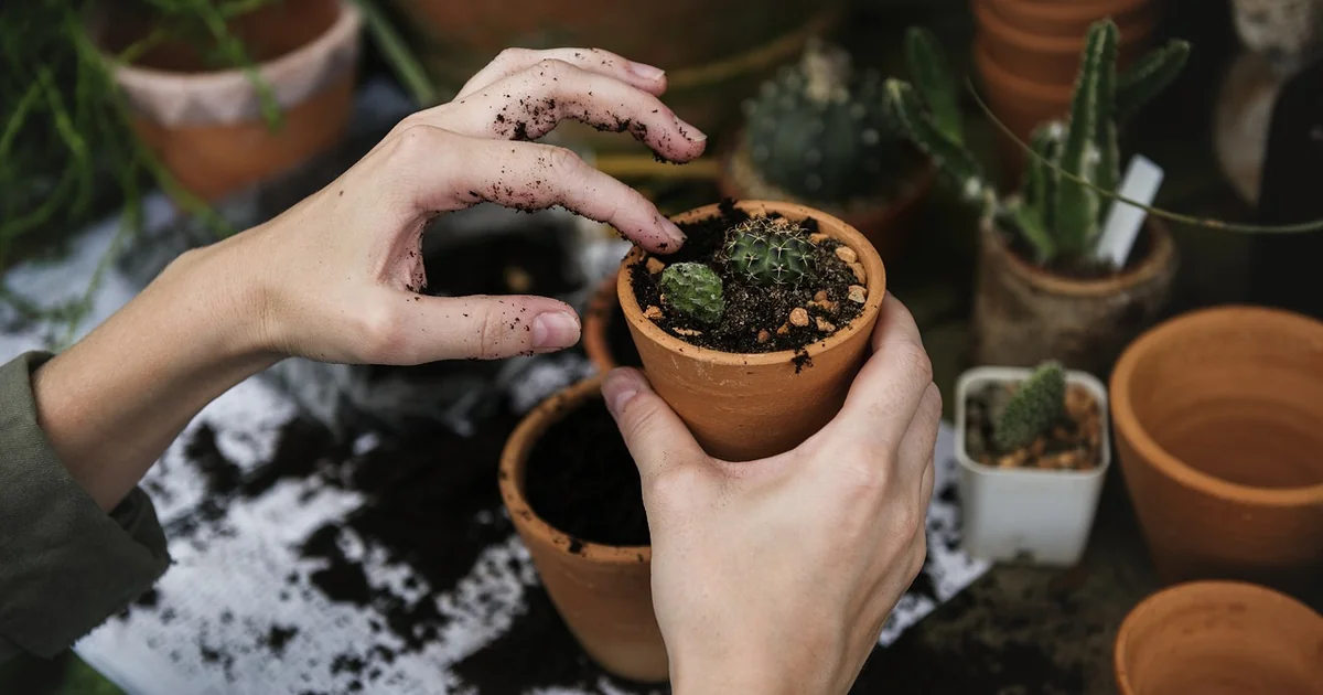 aquaponics beginners growing plants