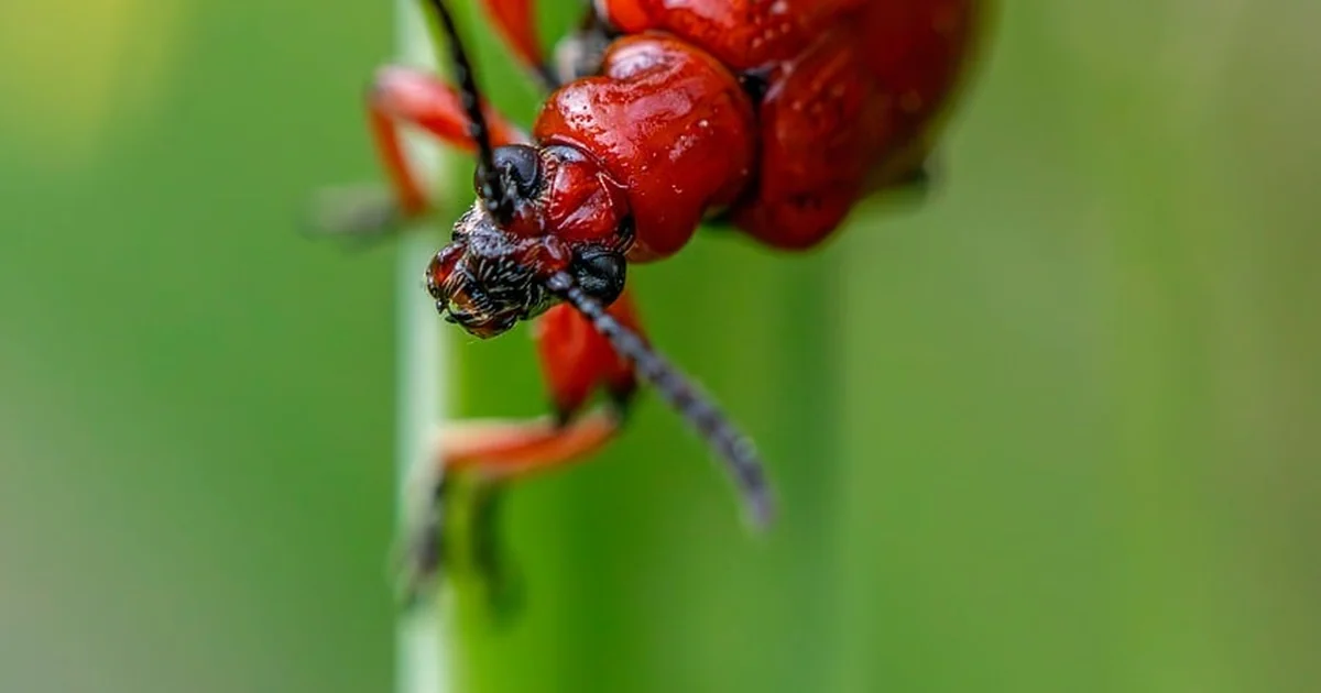 natural garden pest control