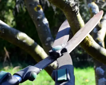 5 Best Cordless Hedge Trimmers: Tested & Reviewed 5 Best Cordless Hedge Trimmers: Tested & Reviewed