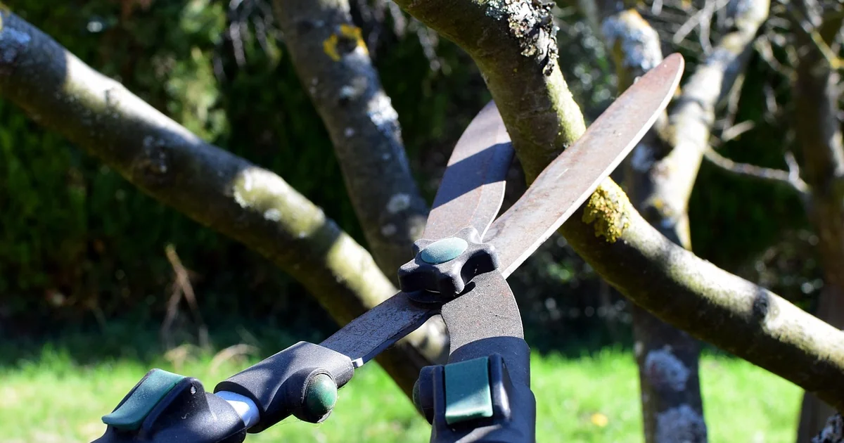 best cordless hedge trimmers
