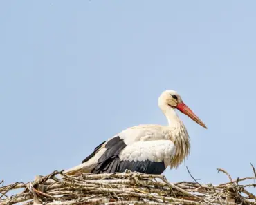 9 Hummingbird Nest Essentials You Can’t Ignore 9 Hummingbird Nest Essentials You Can’t Ignore