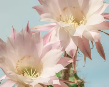 13 Christmas Cactus Spring Care Tasks for Blooms 13 Christmas Cactus Spring Care Tasks for Blooms