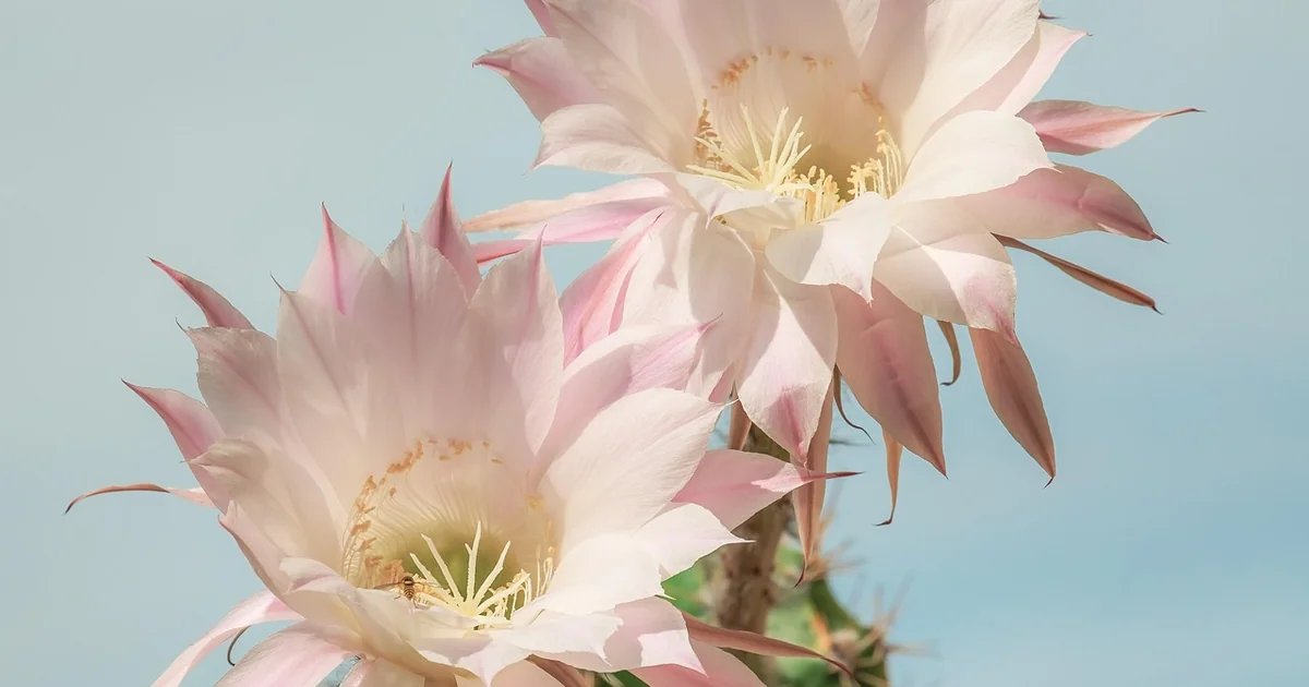christmas cactus spring care