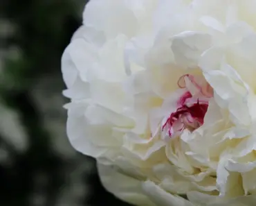 Easy Ways to Get Your Peonies to Bloom More