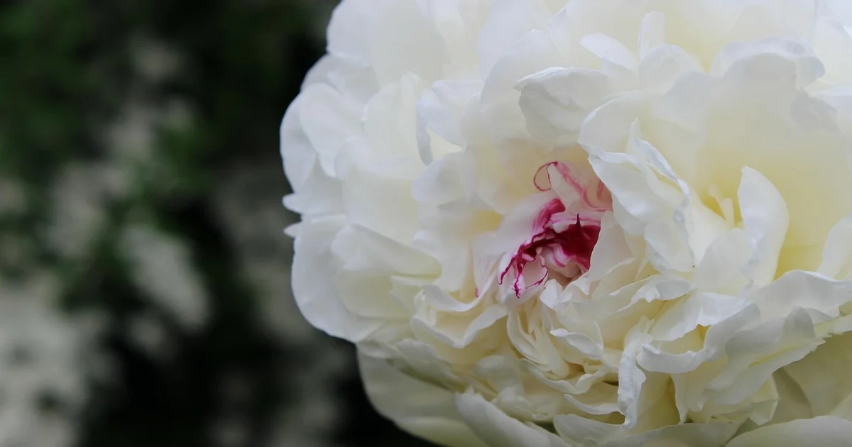 peonies bloom more