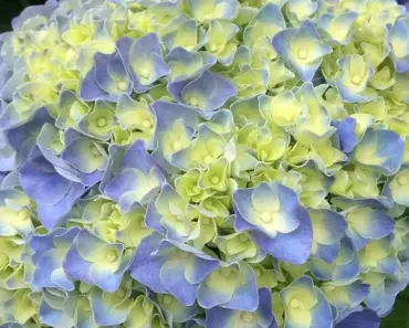 7 Perennials to Divide in May for Explosive Growth