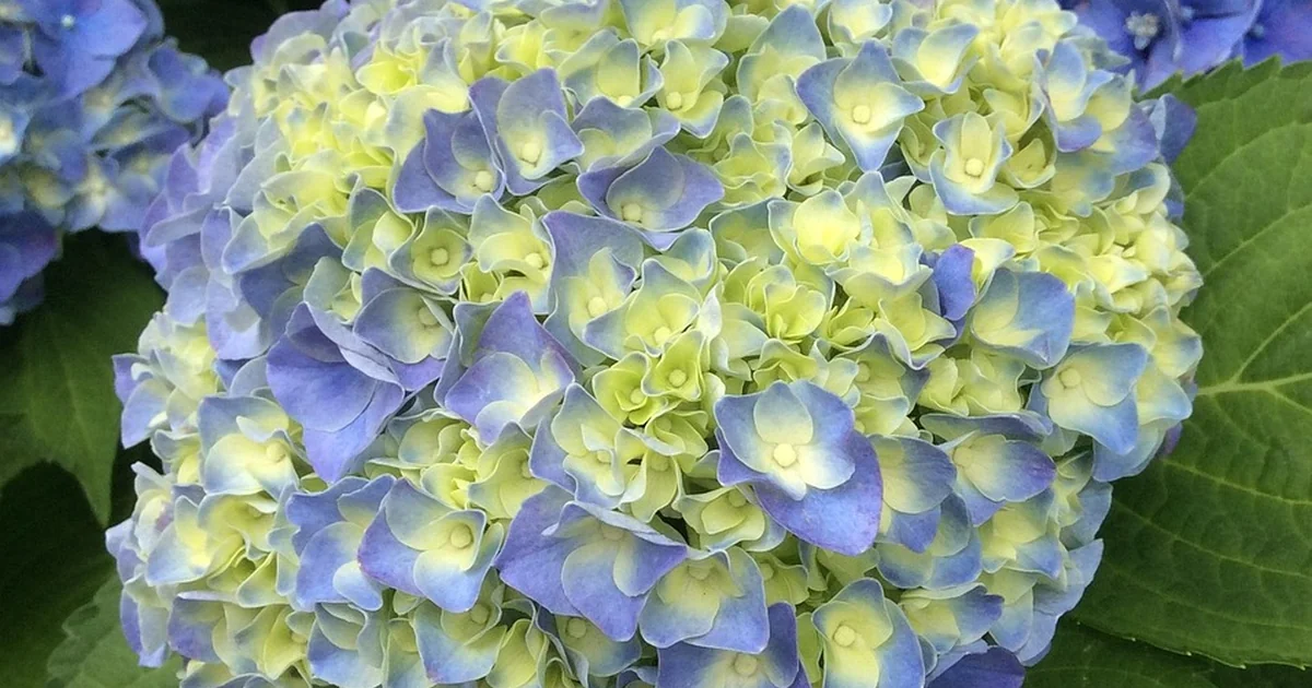 dividing perennials in may