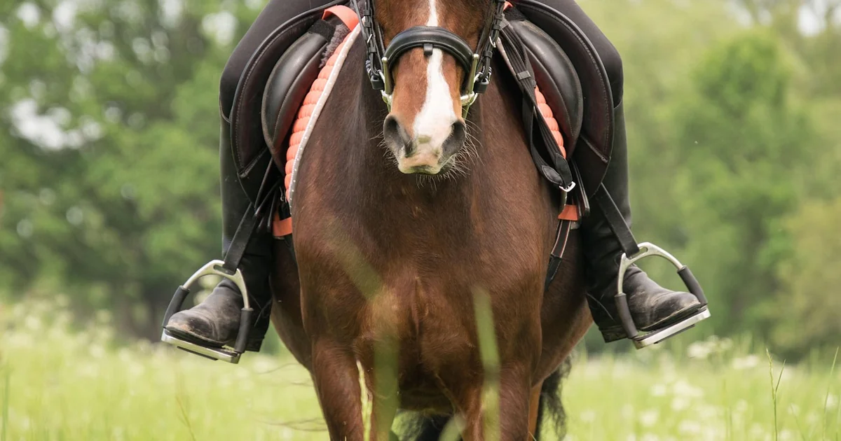 stirrup hoe under $30