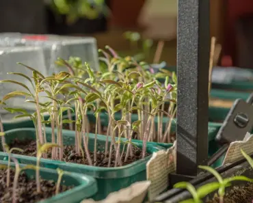 7 Ways to Thrive with an Aldi Mini Greenhouse
