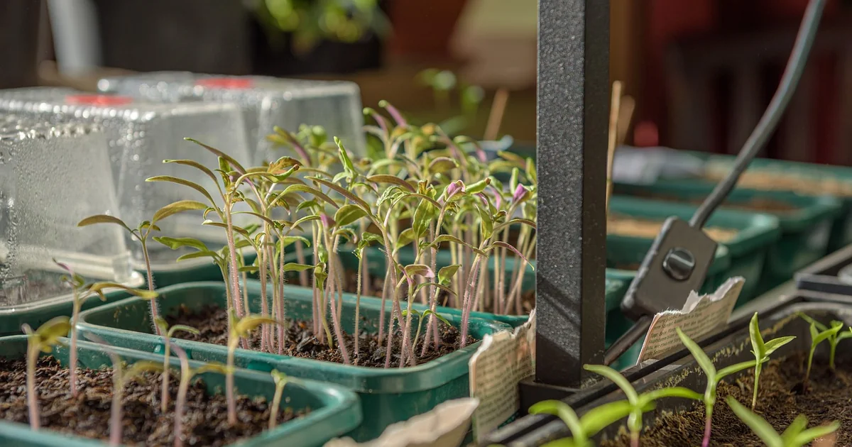 mini greenhouse gardening