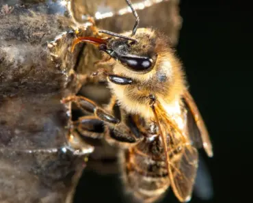 Safely Get Rid of Ground Bees in 7 Steps Safely Get Rid of Ground Bees in 7 Steps