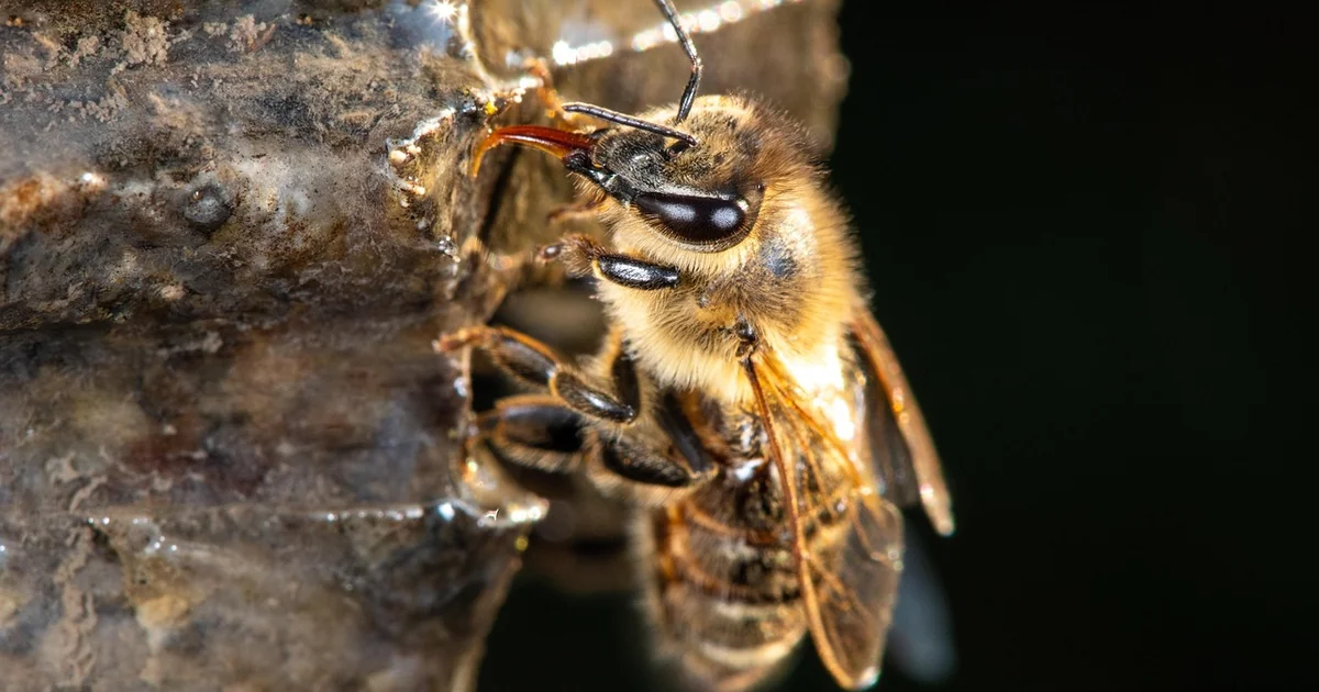 ground bee removal