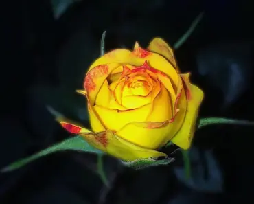 Linda’s Garden Part 2: 7 Secrets of Her 104 Roses in Georgia Linda’s Garden Part 2: 7 Secrets of Her 104 Roses in Georgia