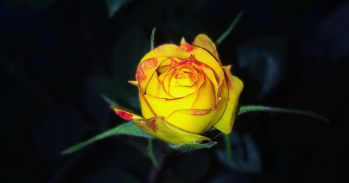 rose growing secrets