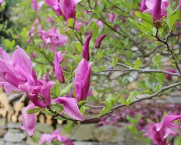11 Secret Garden Ideas for Creating Your Own Magical Retreat