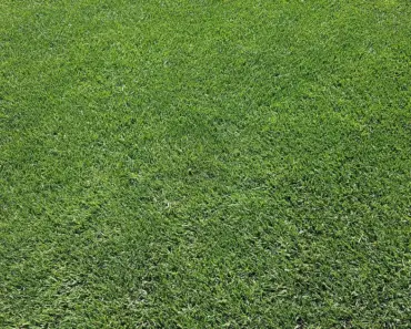 Lawn Care Guide: 9 Essential Tips for Mowing & Feeding