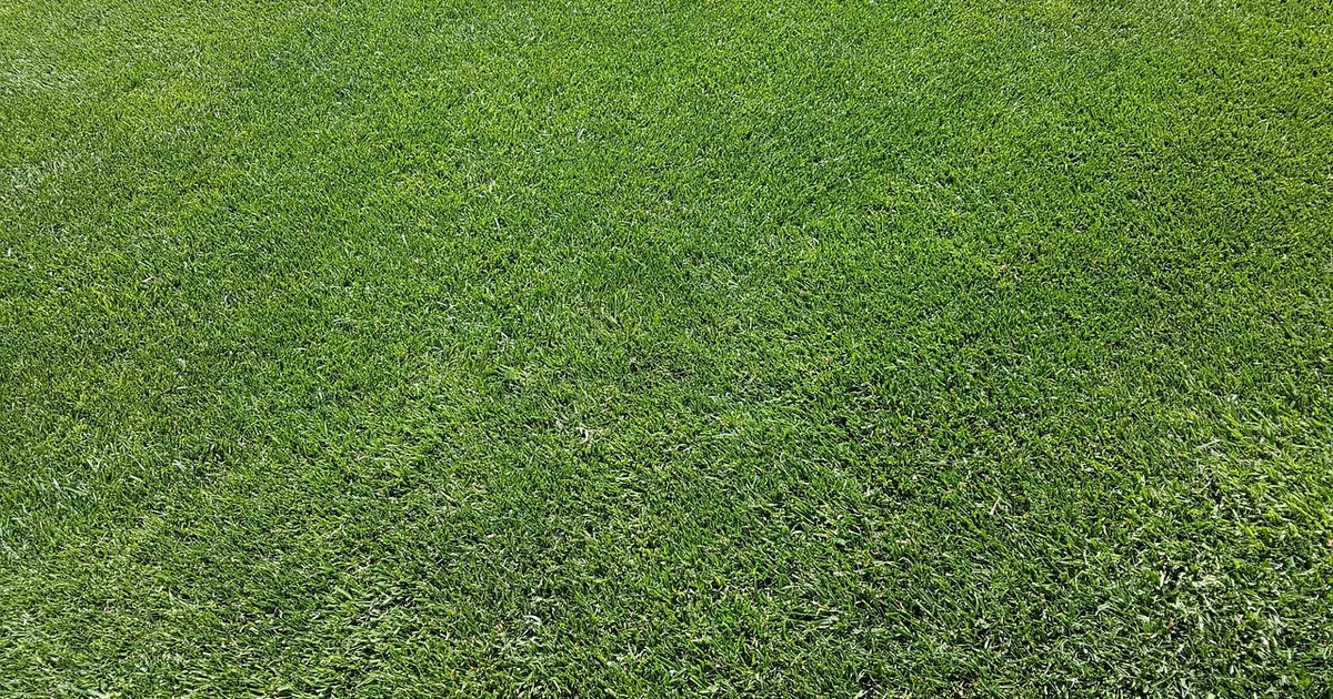 lawn care tips